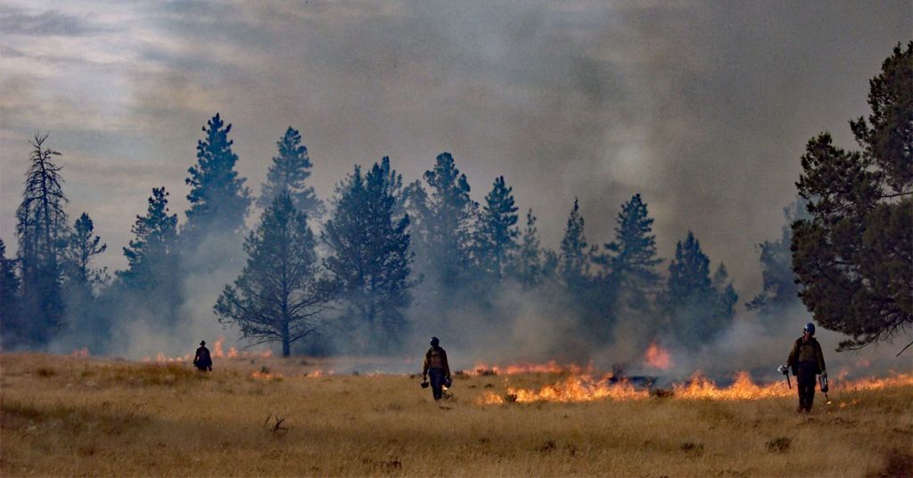 Wildland firefighters perform a burn-out op.