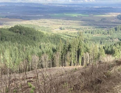 Wildfire risk is making timberland less valuable