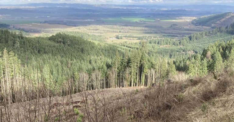 Western Oregon forest