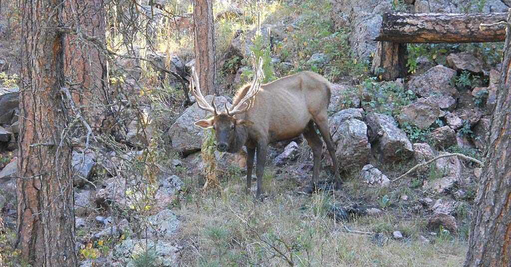 Elk with chronic wasting disease
