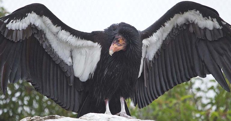California condor