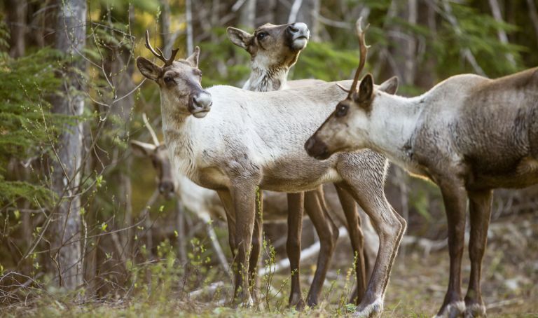 Caribou