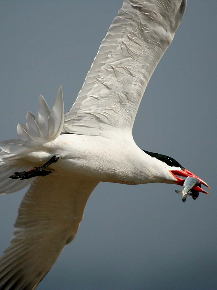 Caspian tern at East Sand Island