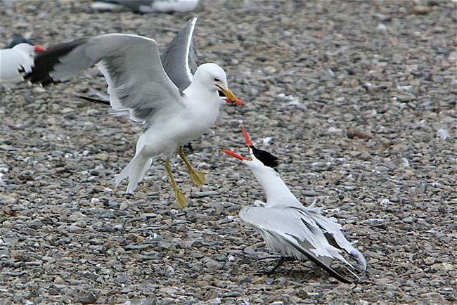 Caspian tern and seagull