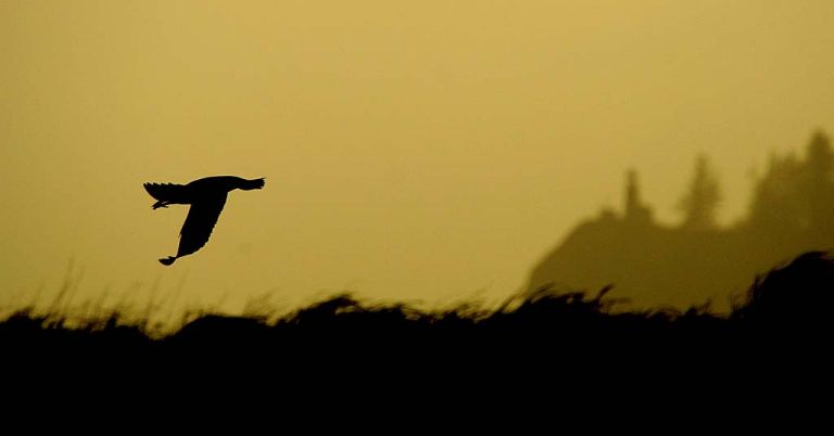 Caspian tern at sunset East Sand Island
