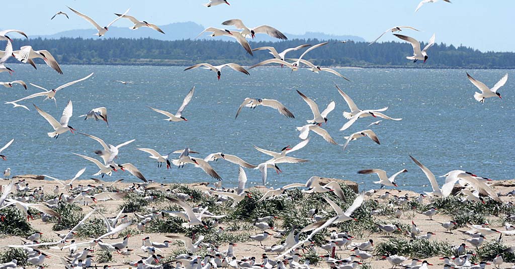 Caspian terns