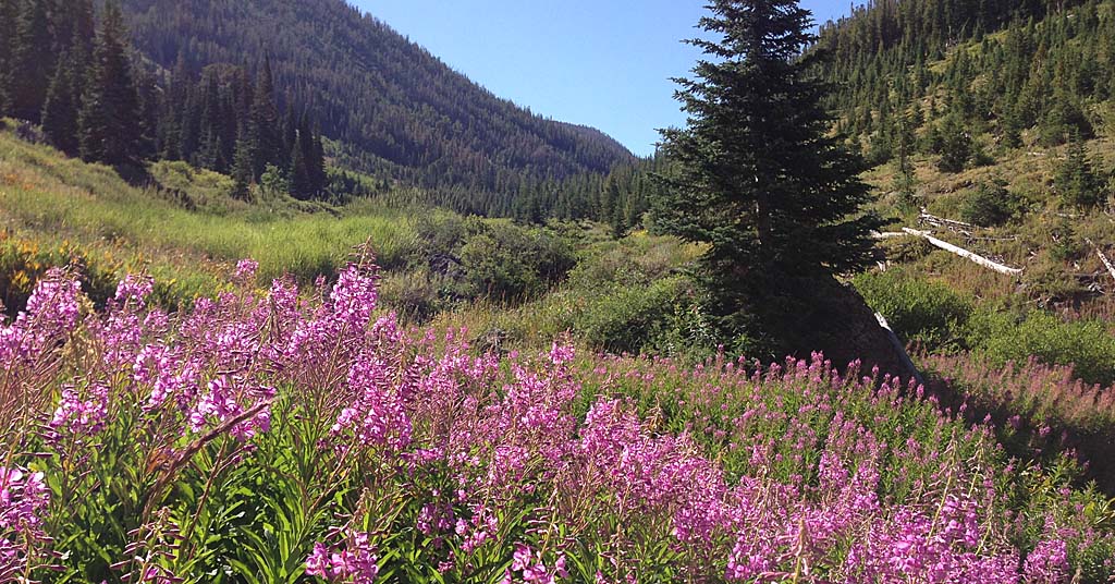 Chamerion angustifolium (aka fireweed) near Jarbidge River in Elko County, Nevada
