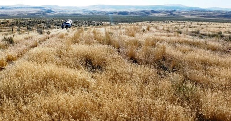 Cheatgrass