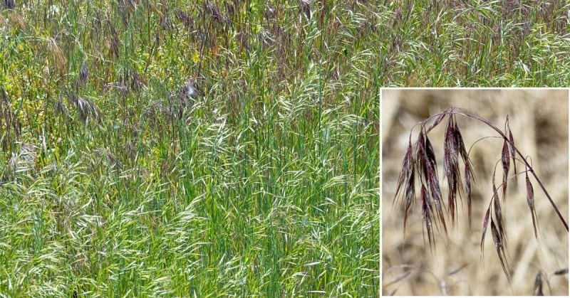 Cheatgrass photo June 2014