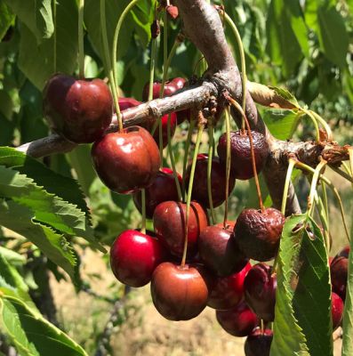 Burned cherries