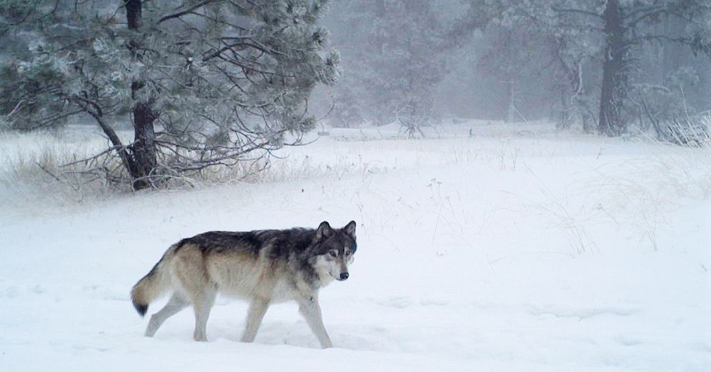 Wolf Oregon