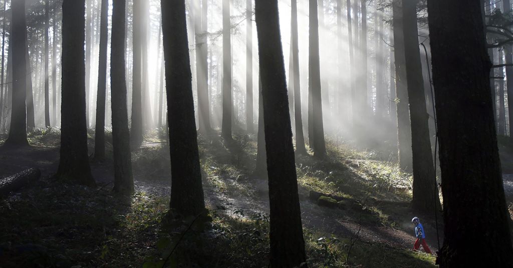 Oregon trees, forest