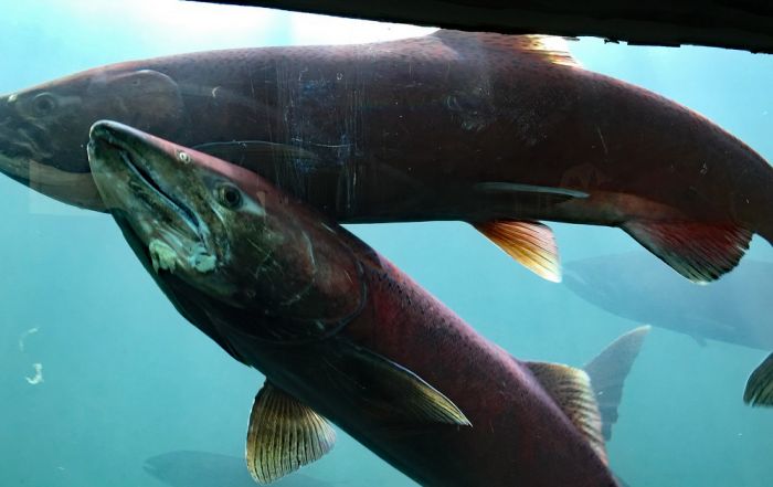 Chinook salmon in Canada