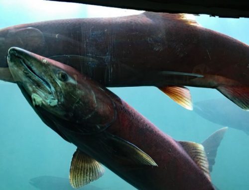 Hatched to be wild: Why Tribes are pursuing a controversial salmon recovery strategy