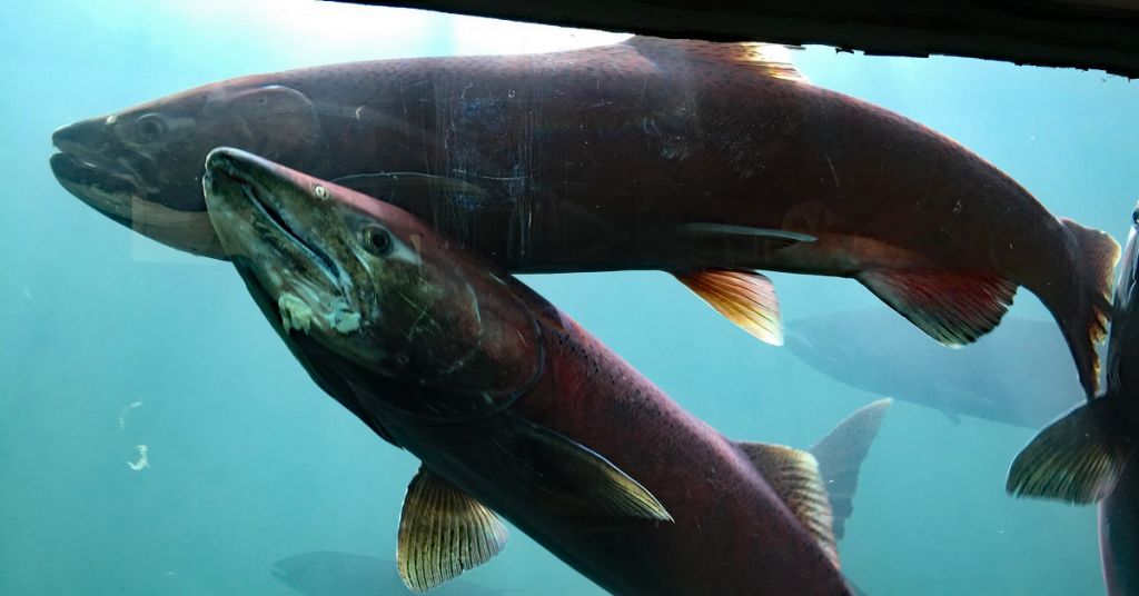 Chinook salmon in Canada