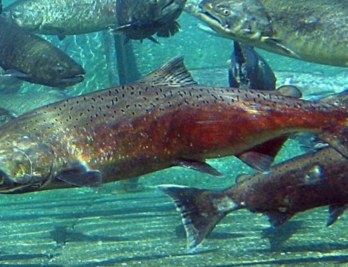Breach broached: Snake River salmon get attention from heavy hitters