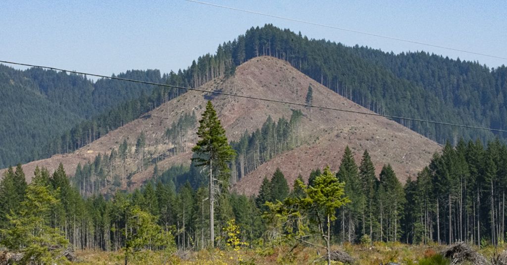 Clear cut in White Salmon River drainage