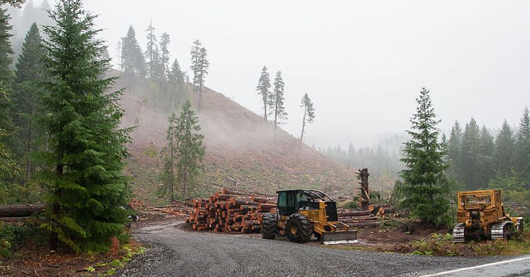 Clearcut logging in Pacific Northwest