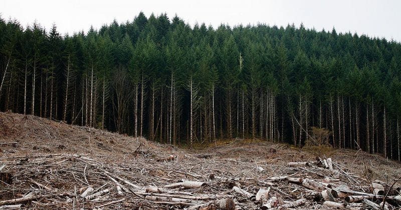 Clear-cut forests near Eugene, Oregon.