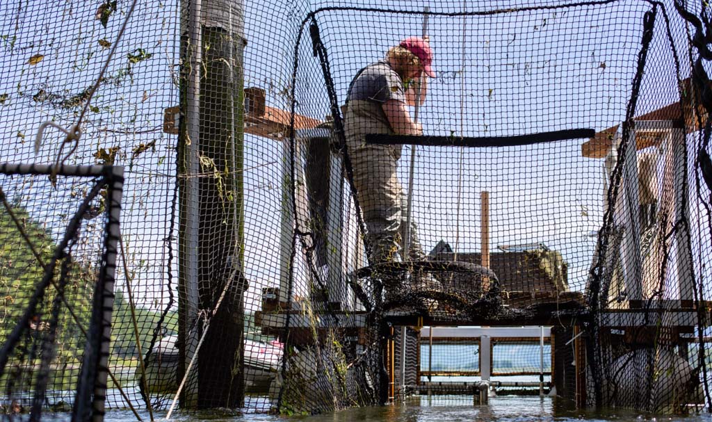 Wild Fish Conservancy staff member Joe Verelli passive fishing on a Columbia River fish trap.