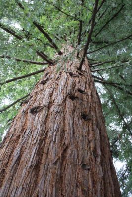 Coast redwood vertical