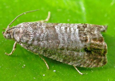 Codling moth