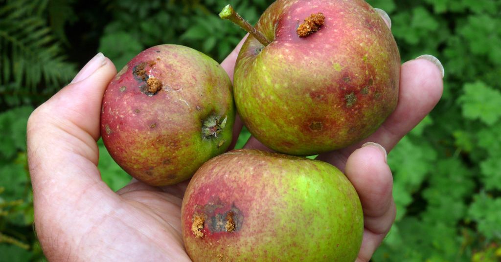 Codling moth damage