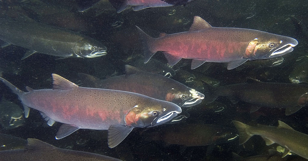 Coho salmon at Eagle Creek National Fish Hatchery