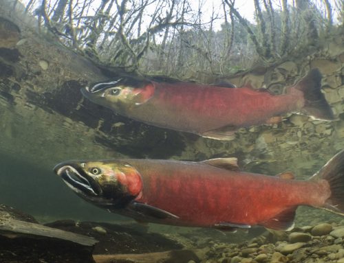 Oregon court invalidates stealth changes to fish passage rules