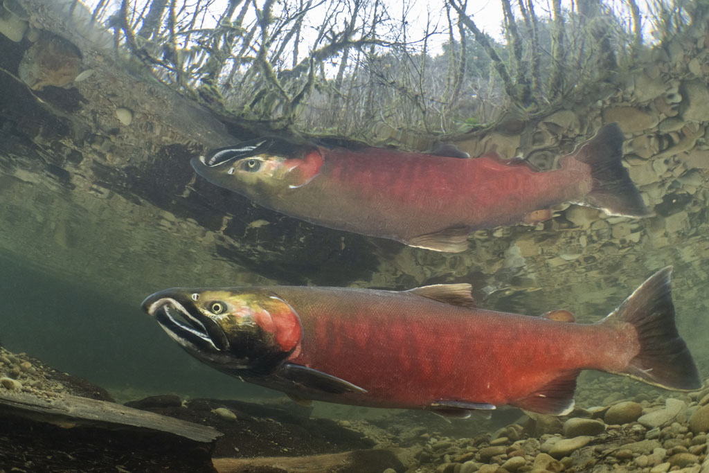 Coho Salmon in Oregon stream