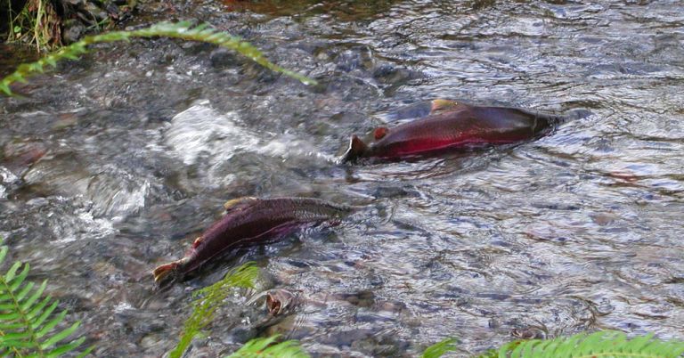 coho salmon