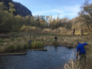 Project YESS & Columbia Riverkeeper working on restoration at Sandy River Delta Nov 10, 2016. "The hardworking crews have planted thousands of native trees, removed acres of invasive plants, improved salmon habitat, and protected critical wetlands" in the Columbia River Gorge.