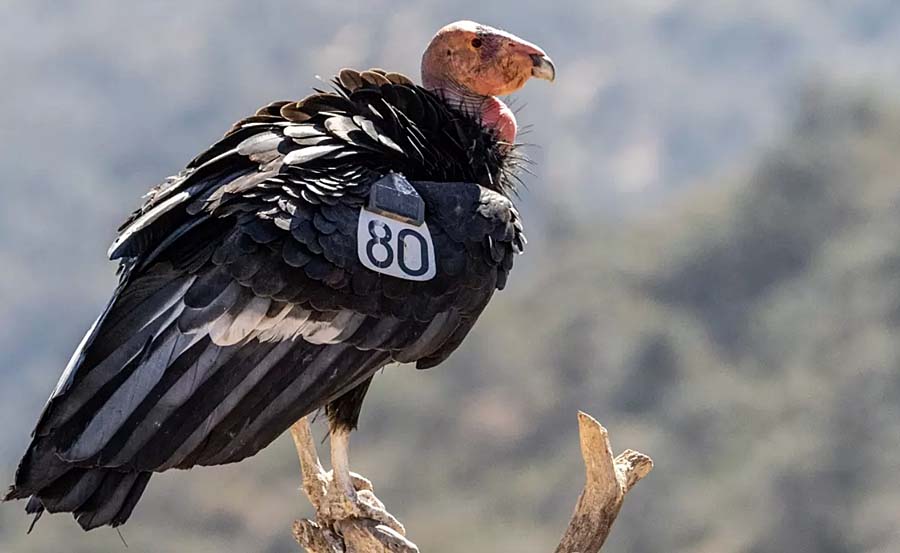 California condor born in captivity.