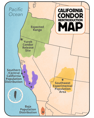 Condor recovery map