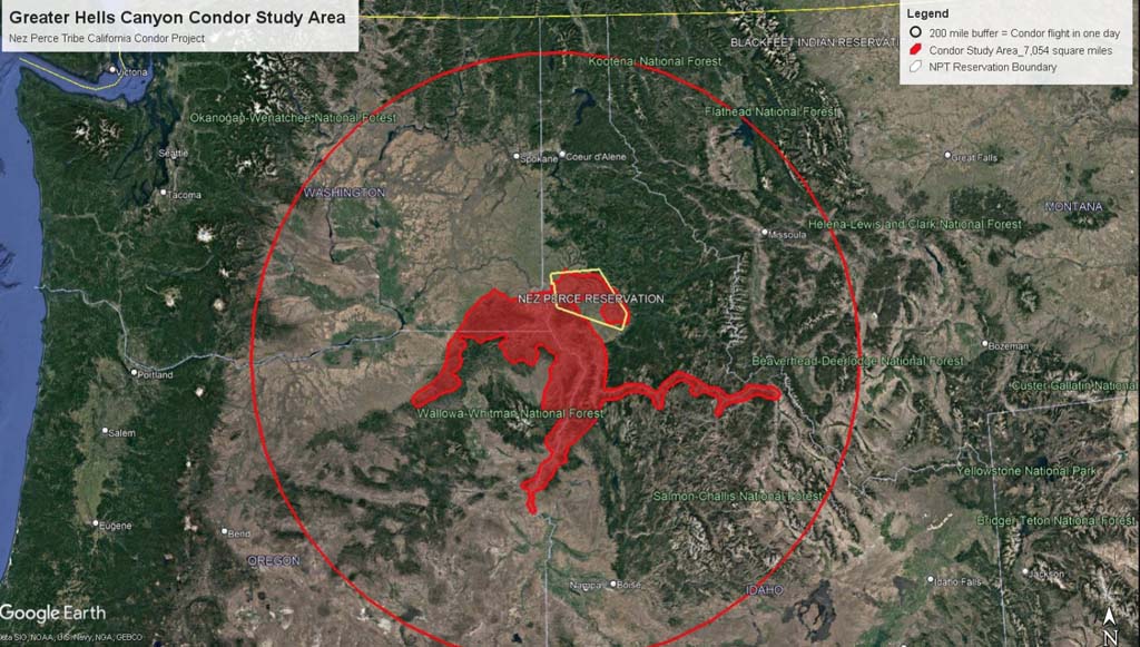 Condor study area by Nez Perce