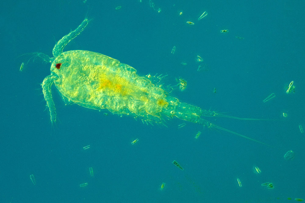 Copepod