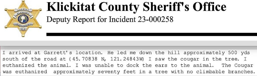 Sheriff's Office deputy report describes killing of cougar kitten in January 2023.