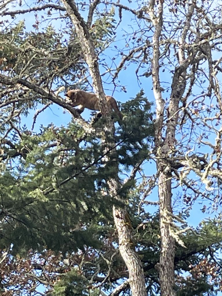 Cougar kitten treed by hounds just before being shot.