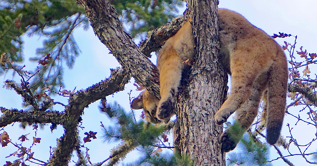 Cougar kitten treed by hound hunters and killed by a Sheriff's Office deputy in Klickitat County.