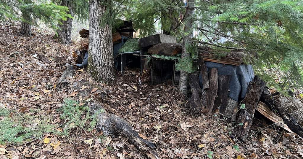 Trap used to collect cougars