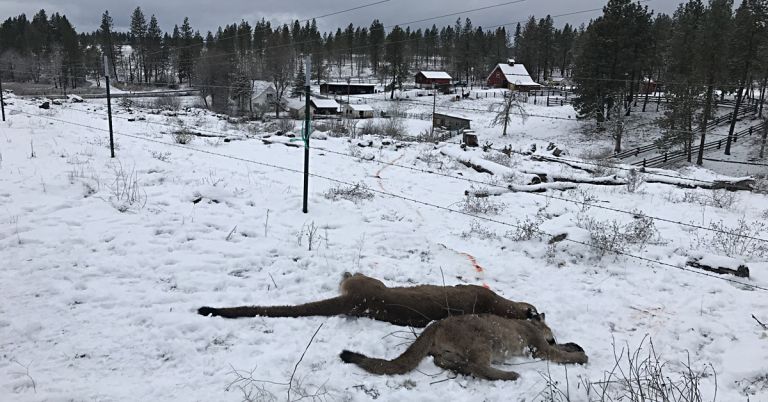 Photo by Leininger, Klickitat County