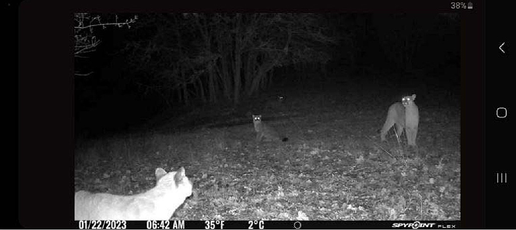 Four cougars capture by trail camera on January 22, 2023