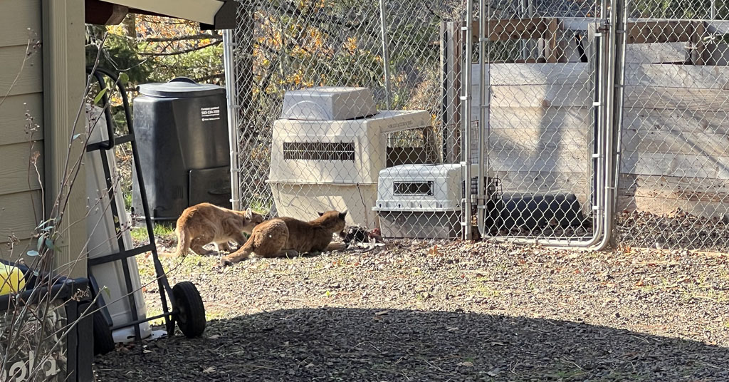 Cougars stalk chicken cage