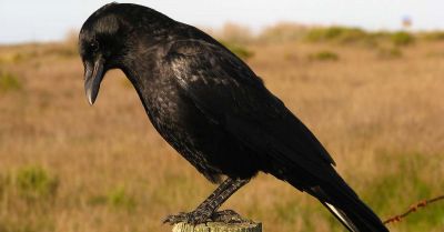 Crow on post