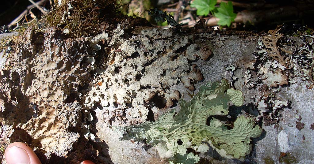 Various lichens in Willamette National Forest