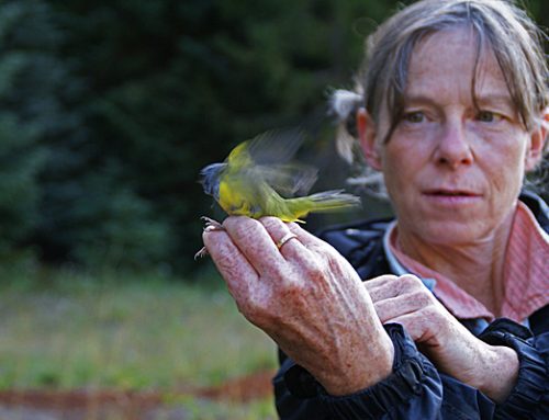 Celebrating women making a difference through environmental work