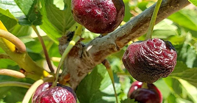 Cherries damaged by June 2021 heat wave in Oregon