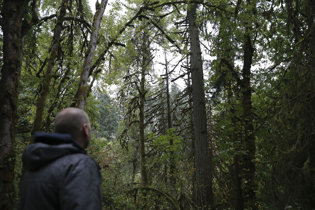 Property manager James Bailey looks at a dead Douglas fir among several dead western red cedars at Magness Memorial Tree Farm in Sherwood, Ore.