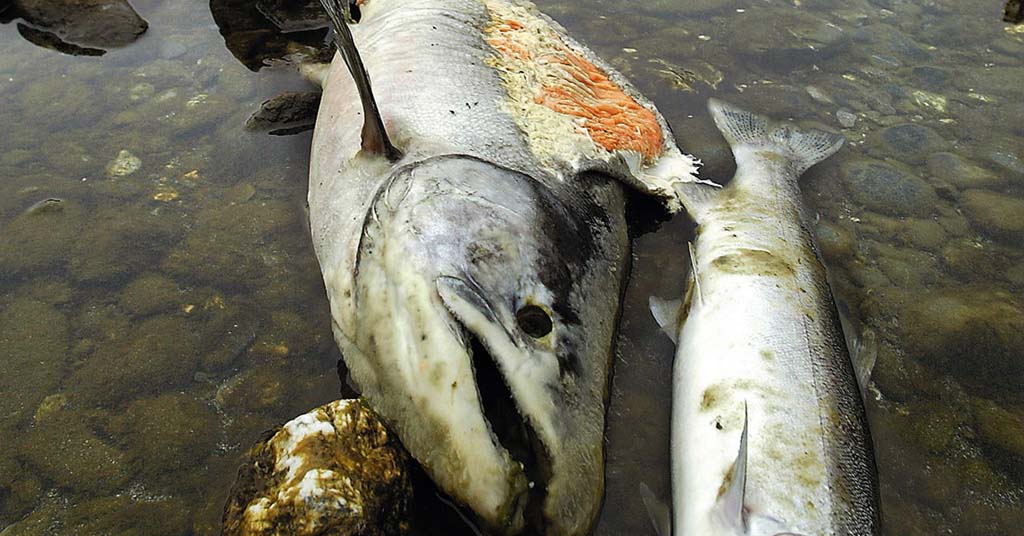 Dead salmon in Klamath River