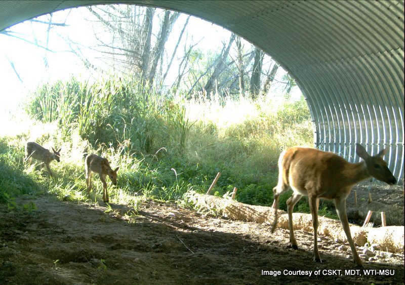 Deer using highway underapass in Montana.